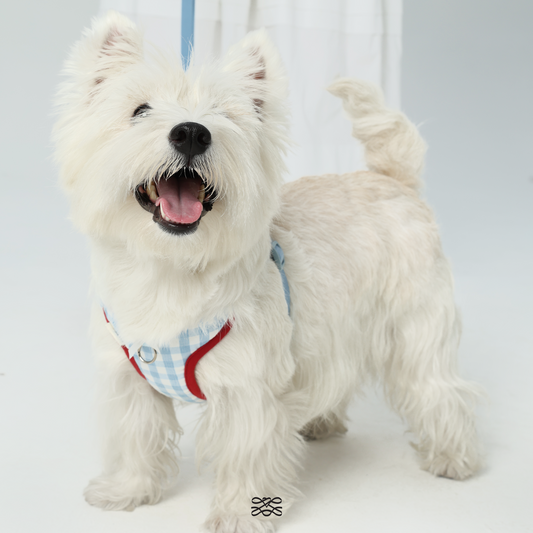 Bliss X-Shape Harness -- Blue Gingham