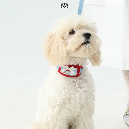 Chelsea Everyday Collar -- Blue Gingham