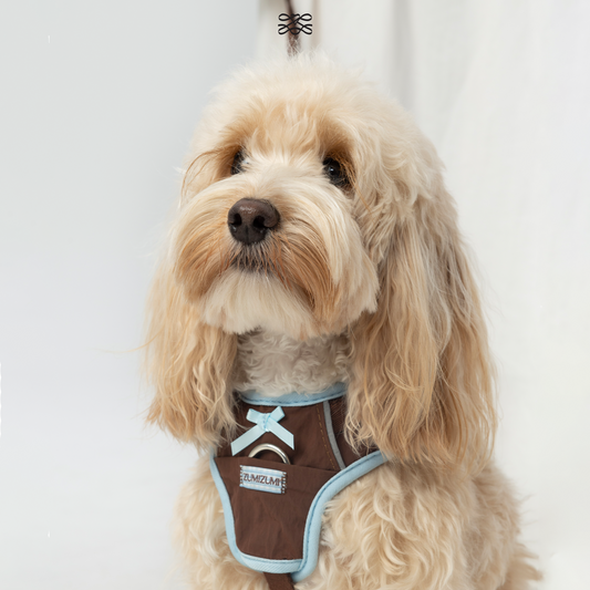 Chelsea Everyday Sporty H-shape Harness--Brown&Blue