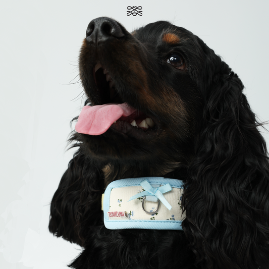 Chelsea Everyday Collar -- Floral