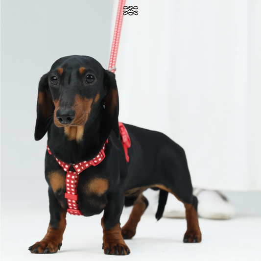 JAM H-Shape Webbing Harness -- Red Gingham