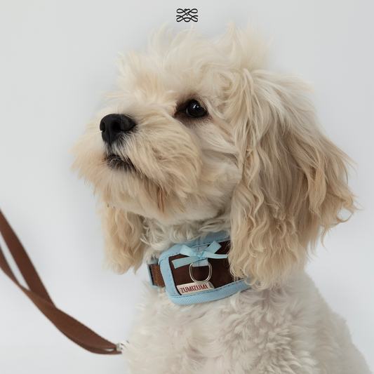 Chelsea Everyday Collar -- Brown&Blue