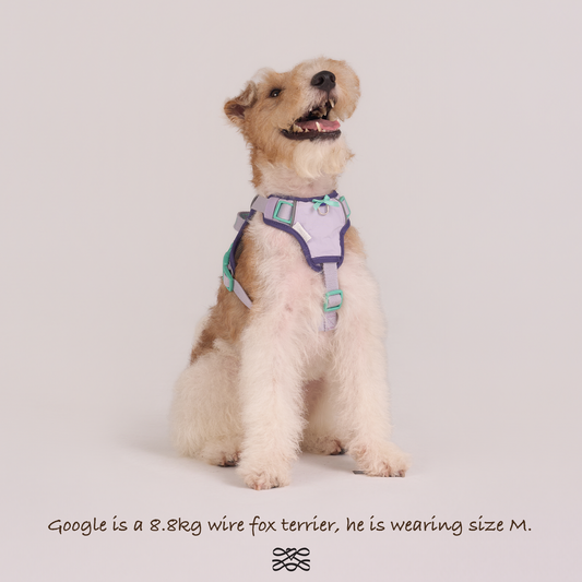 Chelsea Taro Pie Harness--Lavender / Navy