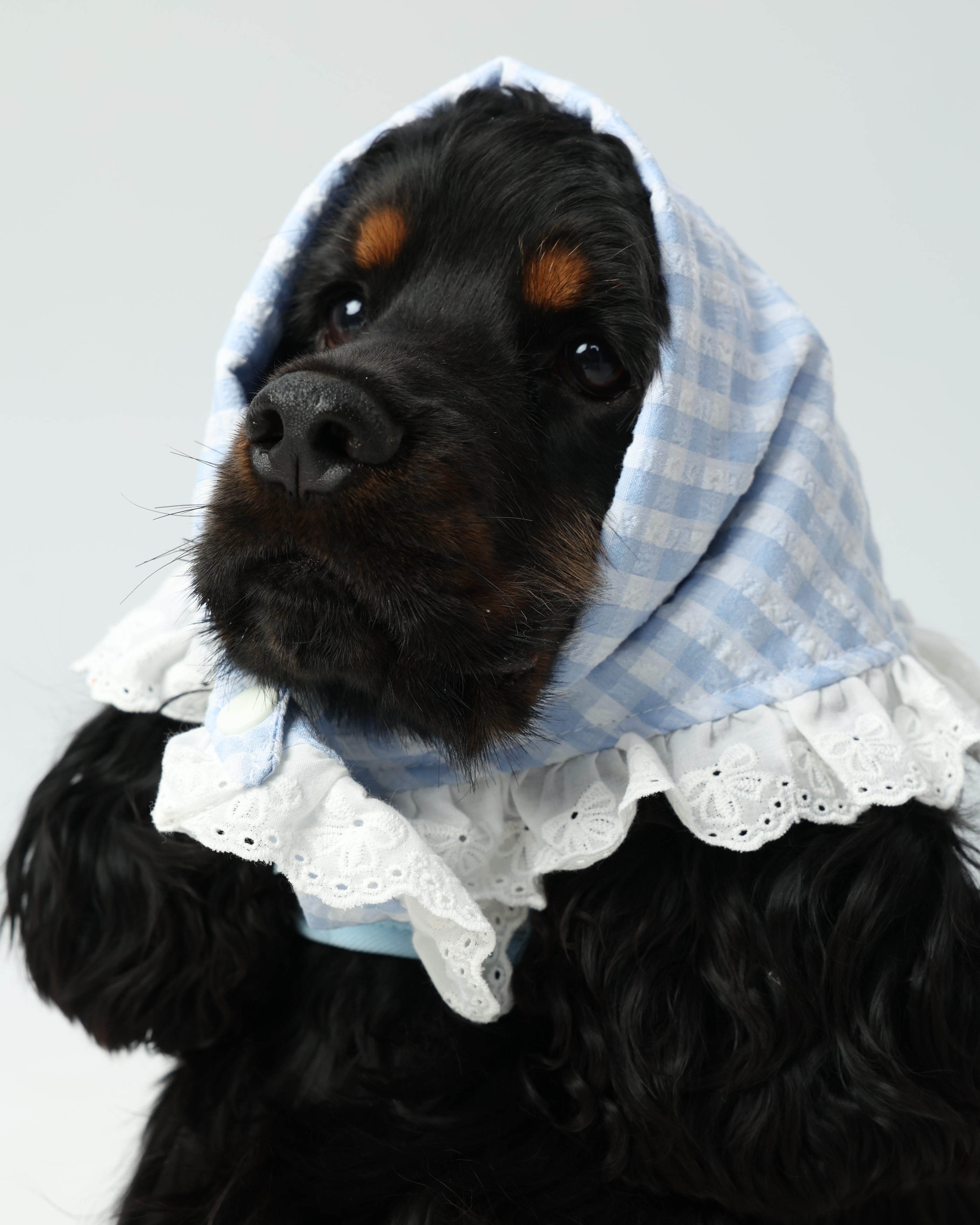 ZUMIZUMI Lace Bandana – Blue Gingham Dog Accessory