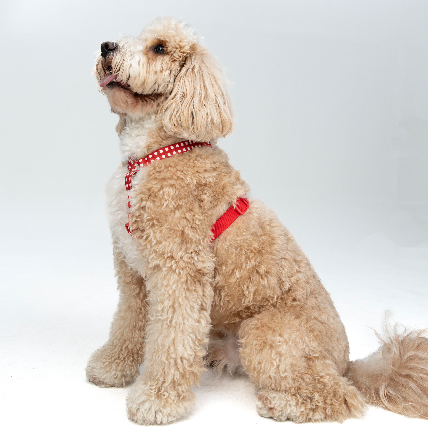 JAM H-Shape Webbing Harness -- Red Gingham