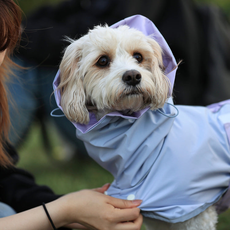 2025 Summer Collection