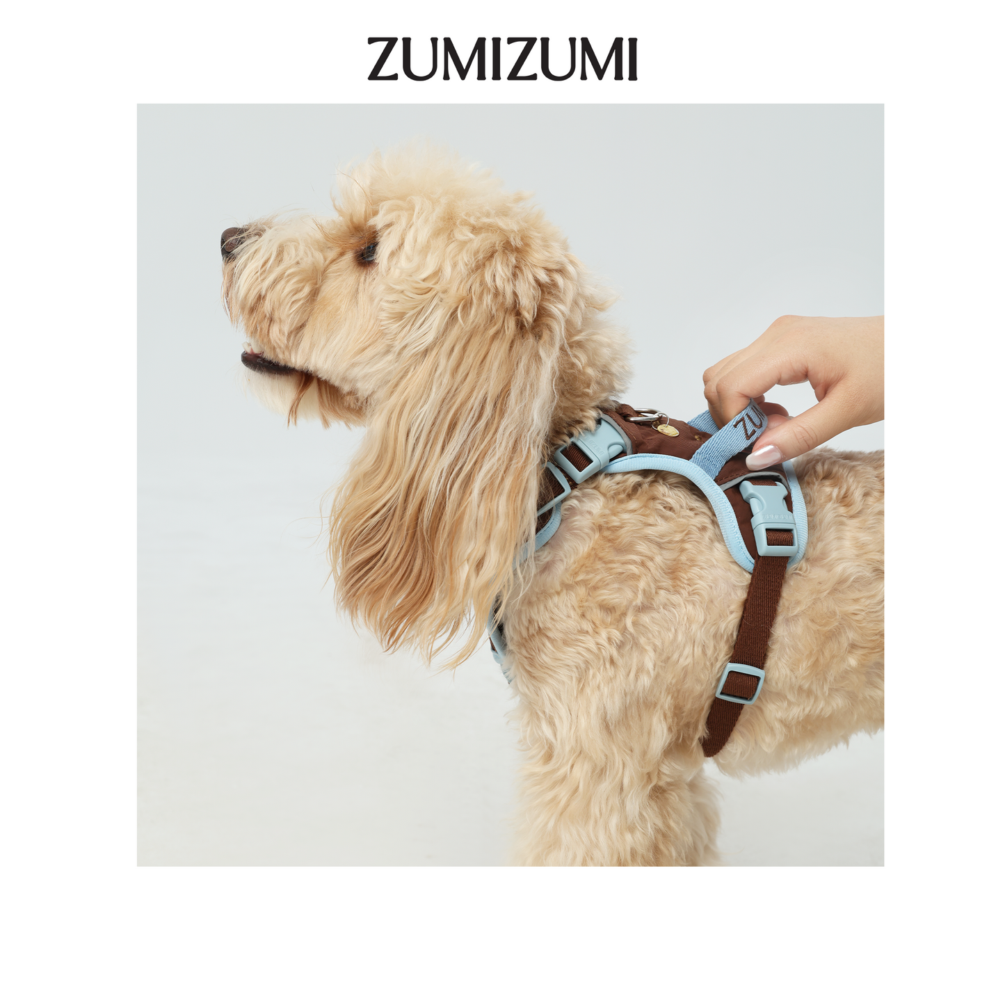 Chelsea Everyday Sporty H-shape Harness--Brown&Blue
