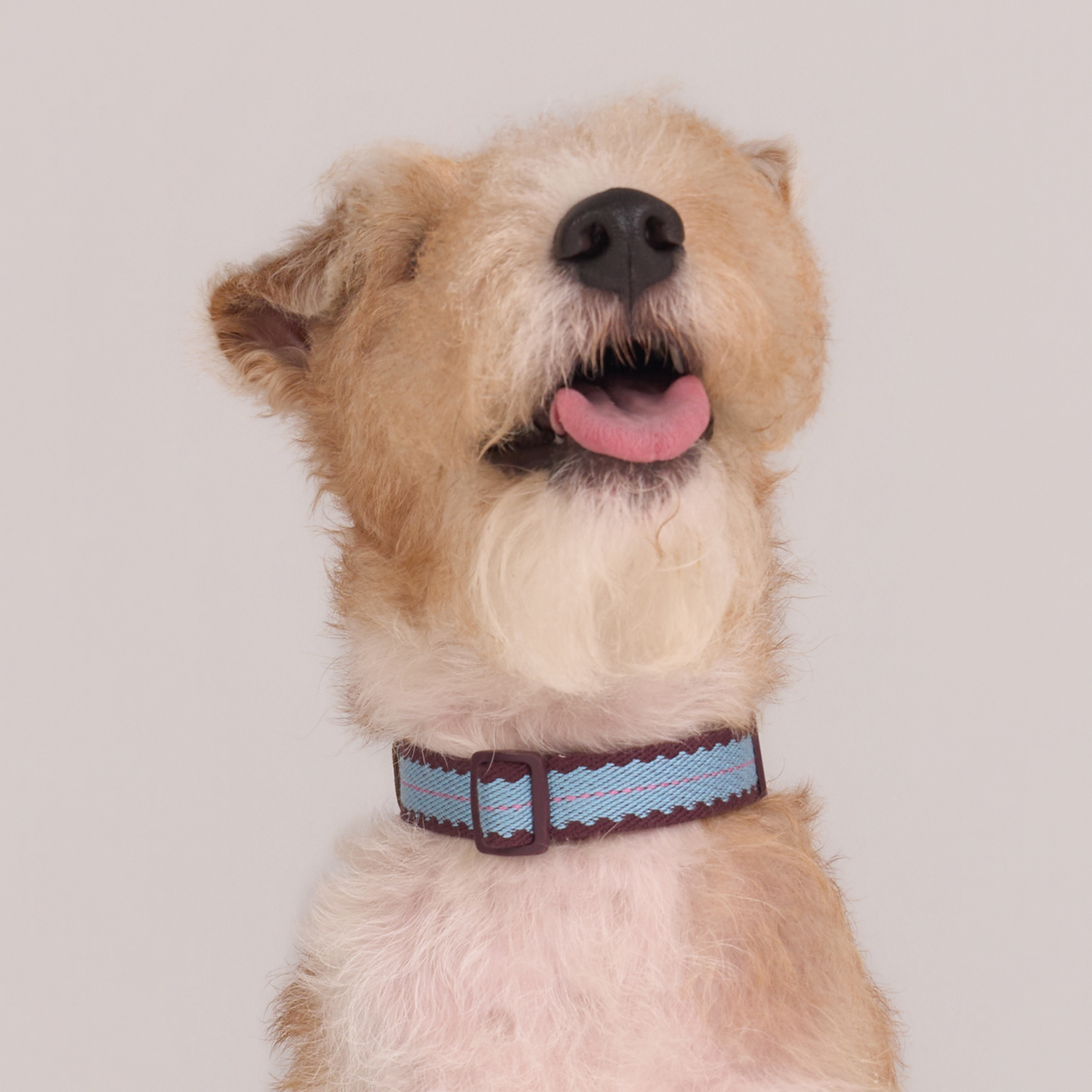 Cherry Biscuit Safety Collar -- Burgundy/ Teal/ Lilac Pink