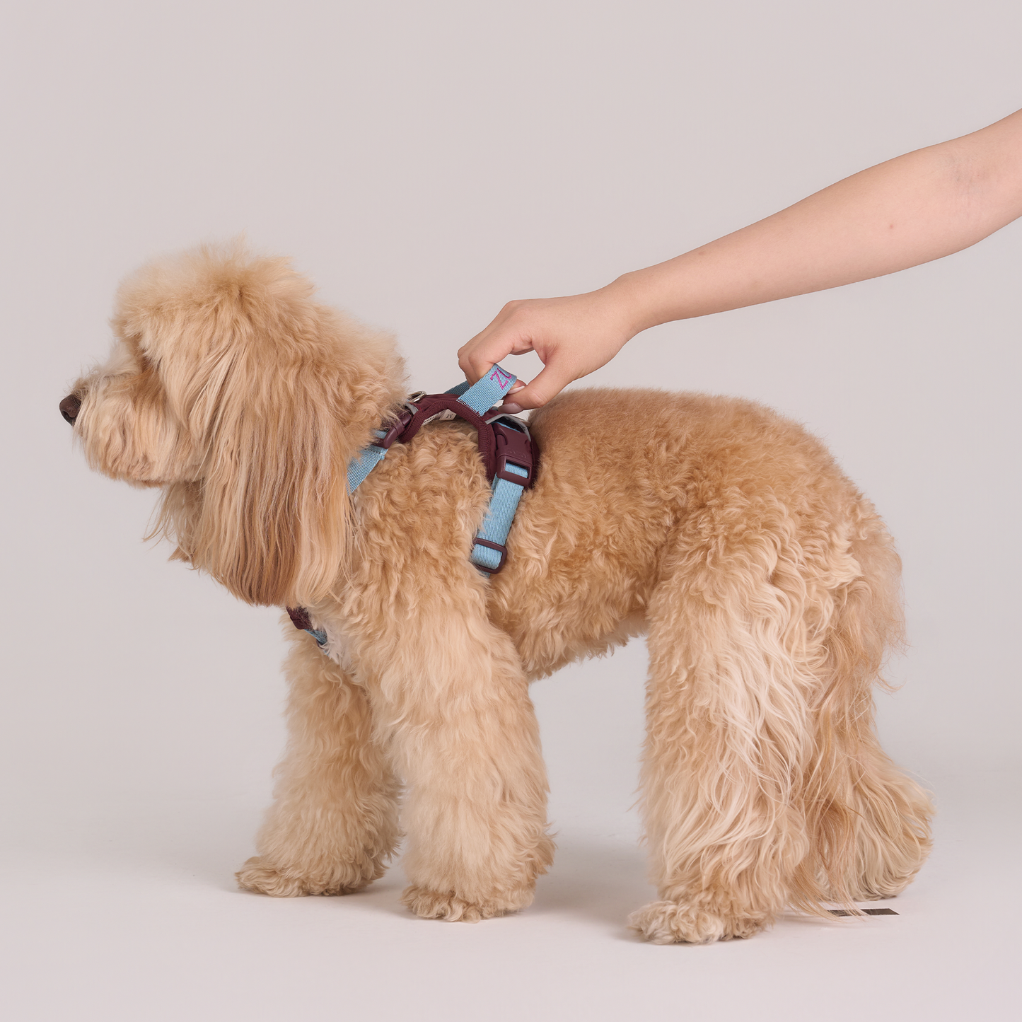 Chelsea Cherry Pie Harness--Burgundy/ Teal