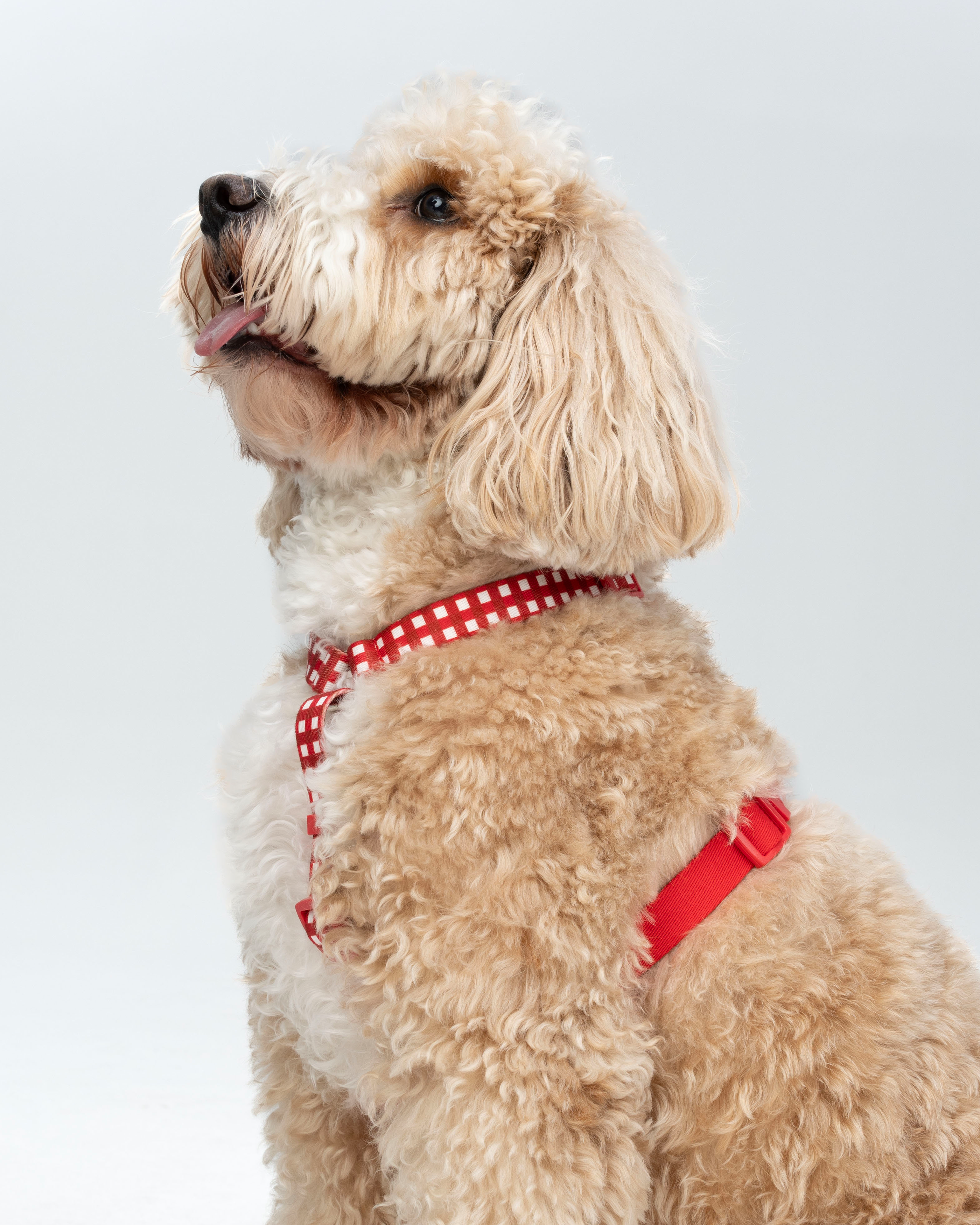 Harnais en sangle en forme de H JAM - Vichy rouge