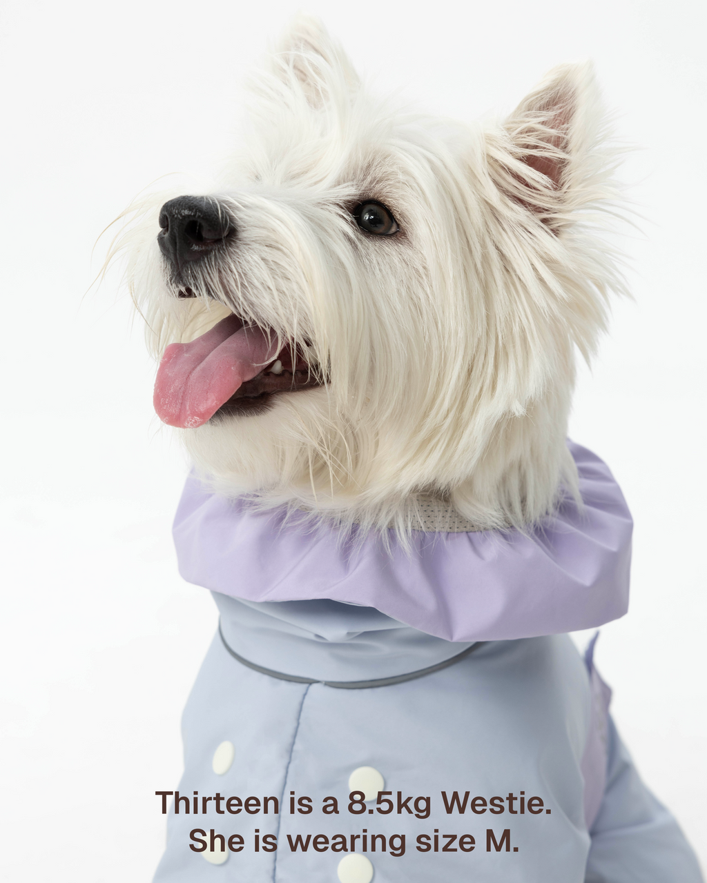 Raincoat -- Blue/Purple