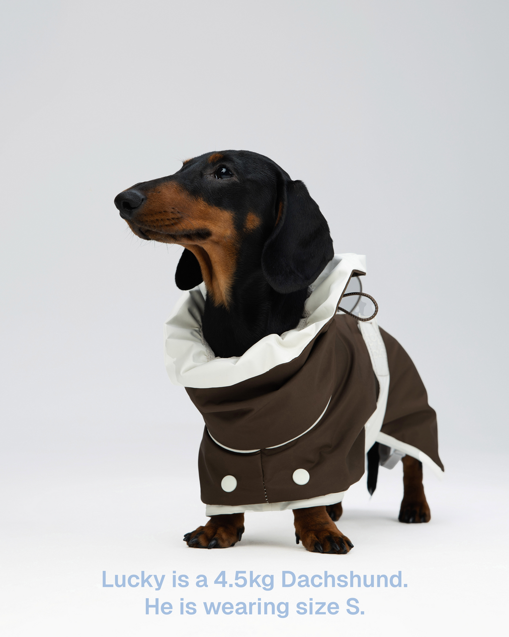 Raincoat -- Brown/White