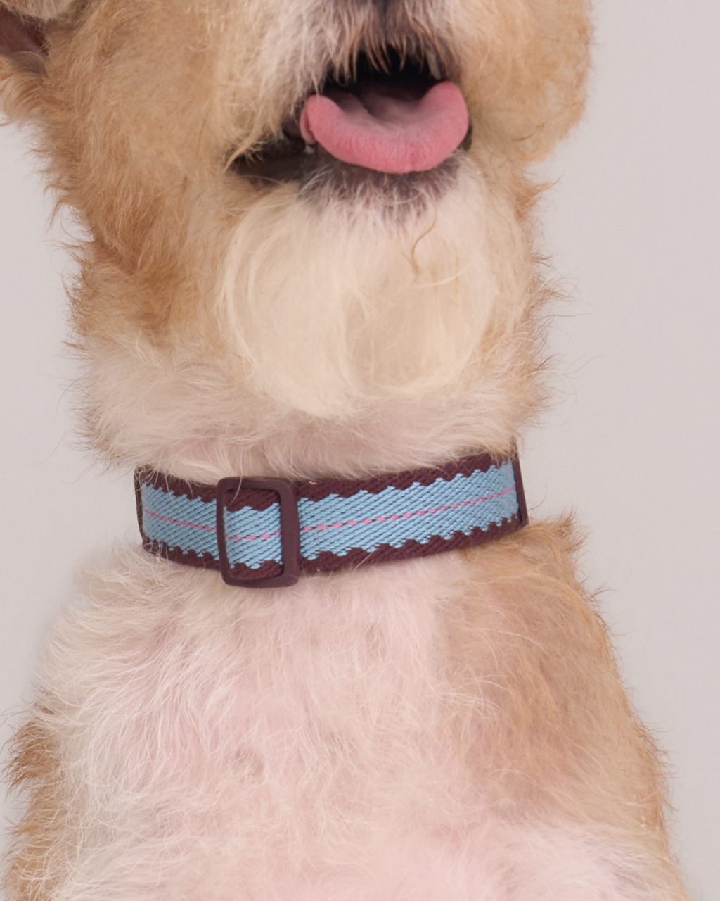 Collar -- Burgundy/Teal
