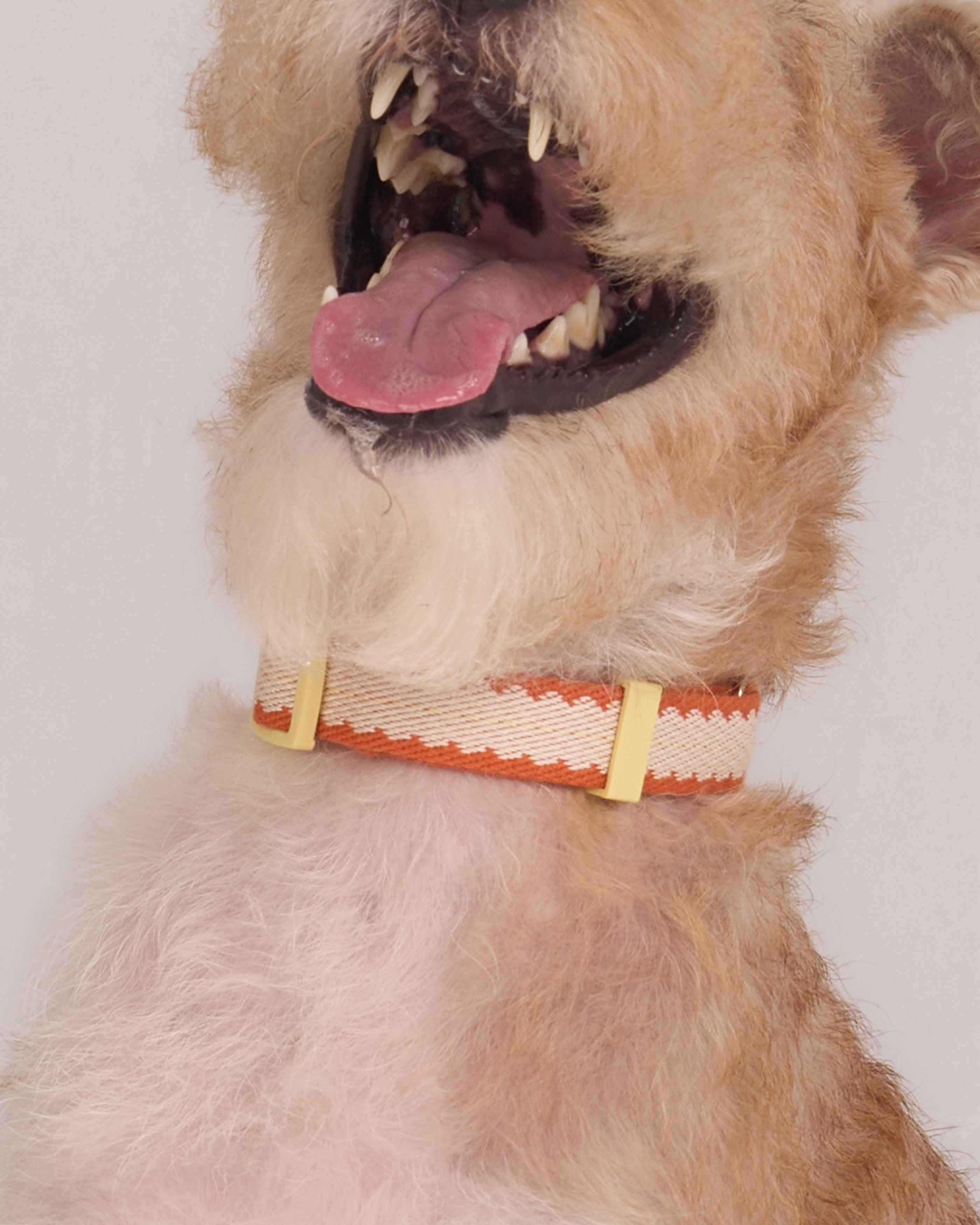 Collier de sécurité Pumpkin Biscuit -- Beige / Orange poussiéreux