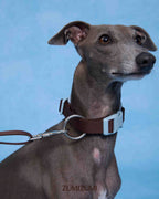 Collar -- Brown/Blue 2.0