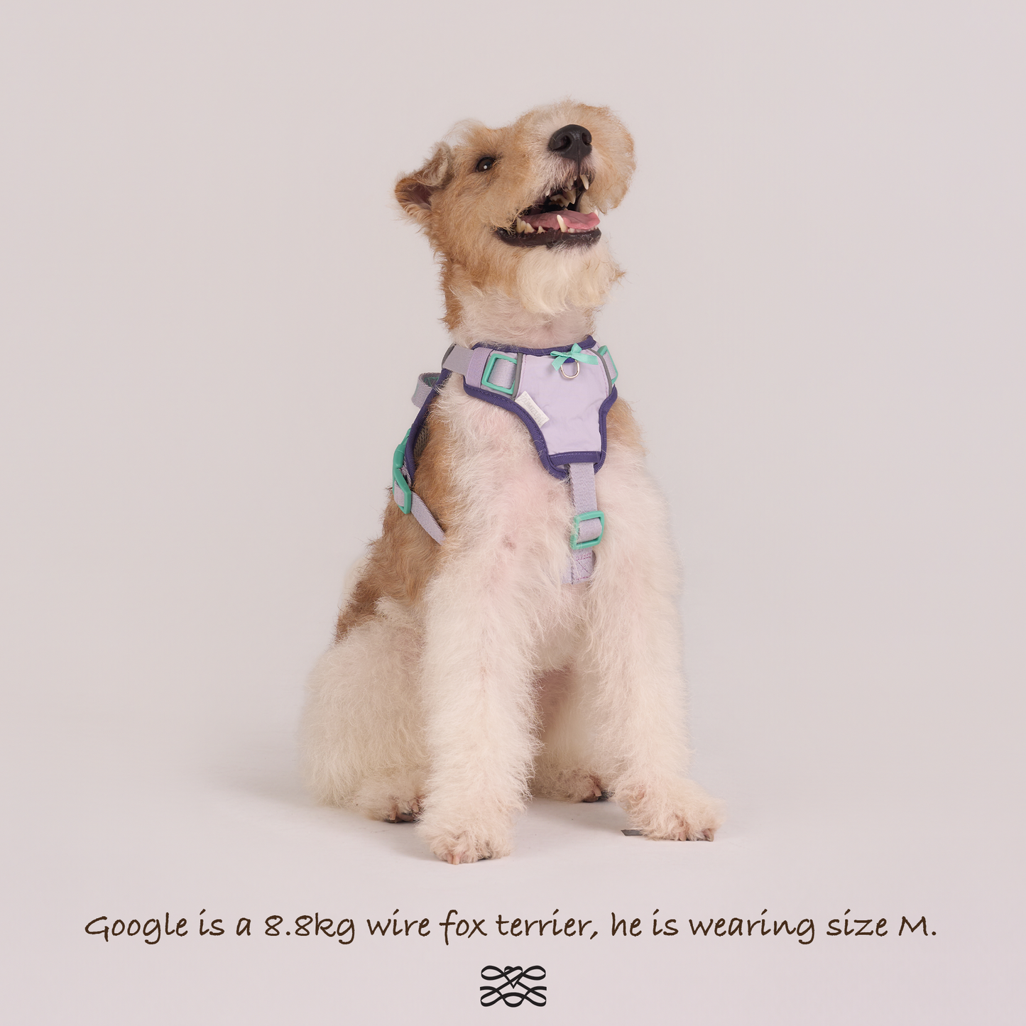 Chelsea Taro Pie Harness--Lavender / Navy