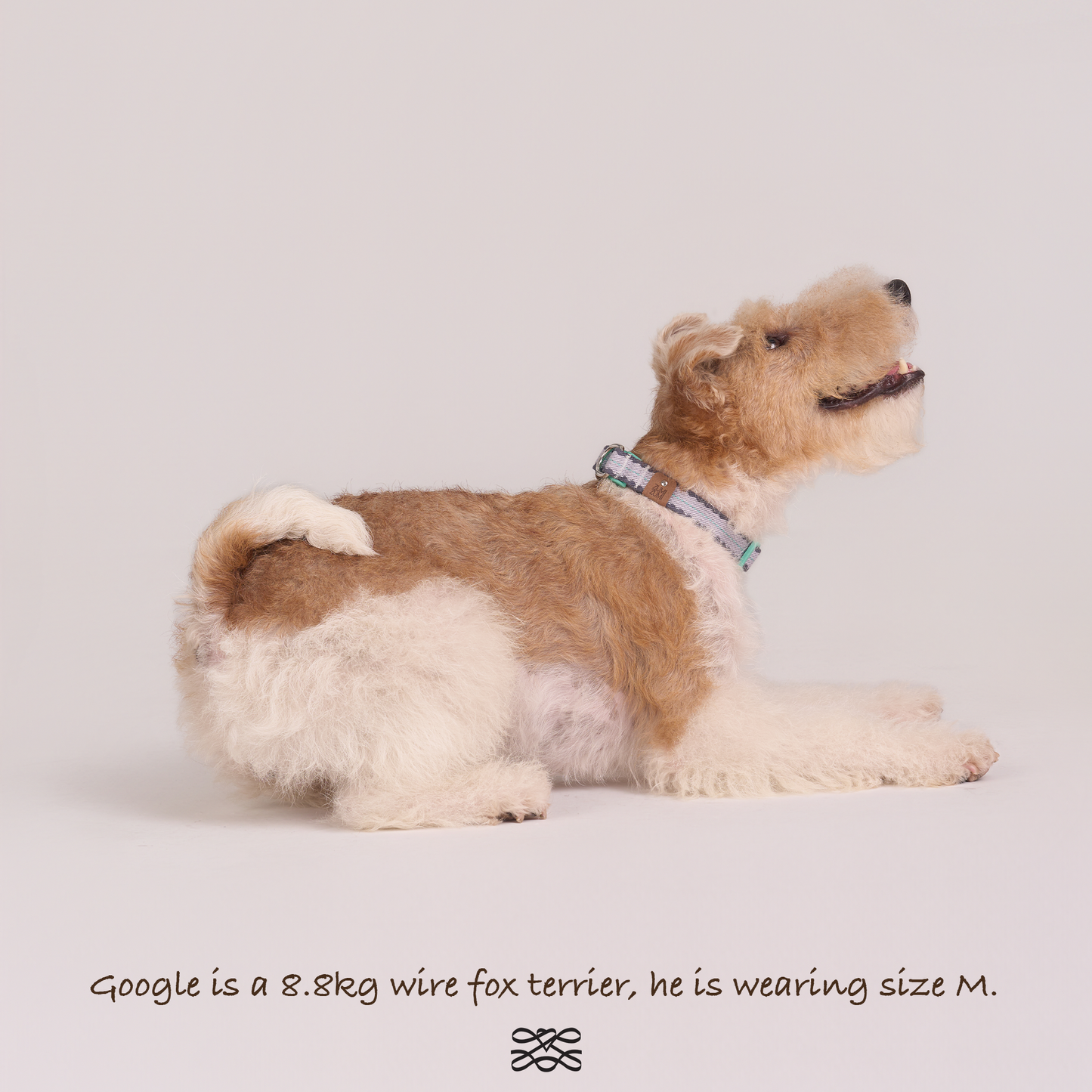 Taro Biscuit Safety Collar -- Lavender / Navy