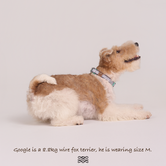 Taro Biscuit Safety Collar -- Lavender / Navy