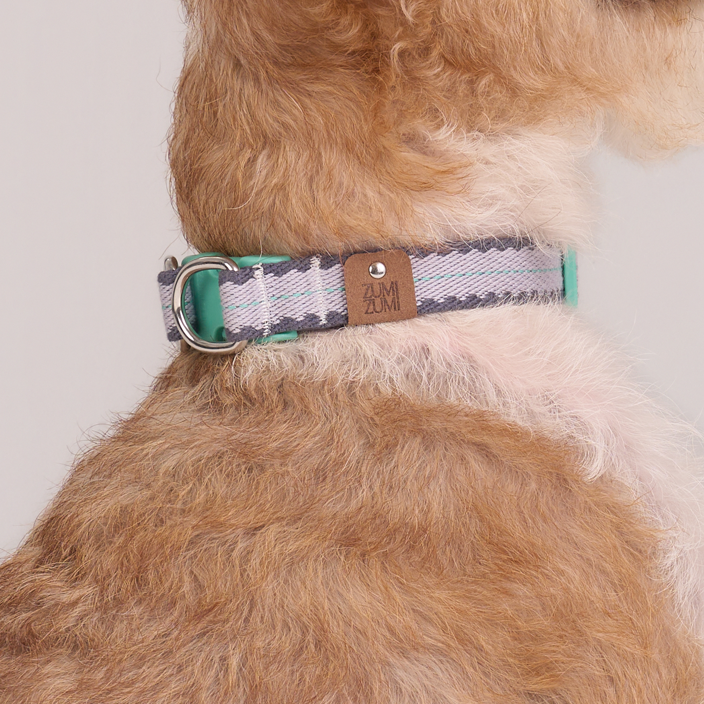 Taro Biscuit Safety Collar -- Lavender / Navy