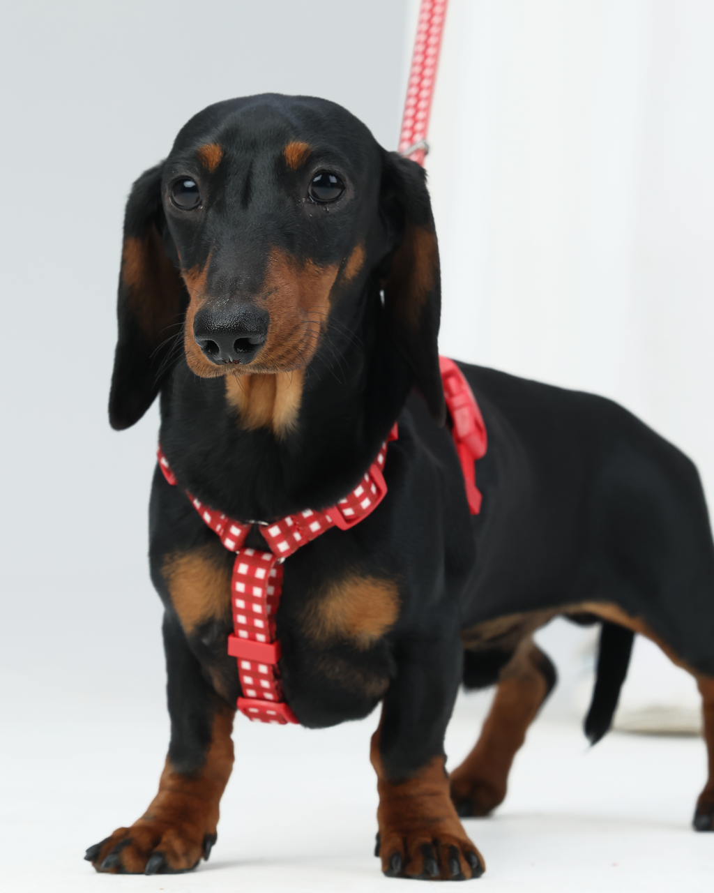 Harness -- Red Gingham