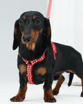 Harness -- Red Gingham