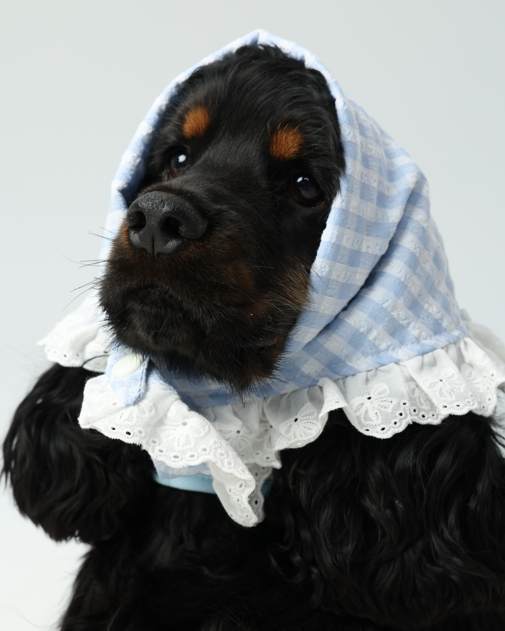 【美品】motto_kuma dog blue ZUMIZUMI Lace Bandana – Blue Gingham Dog Accessory