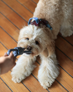 Toy -- Knotted Rope