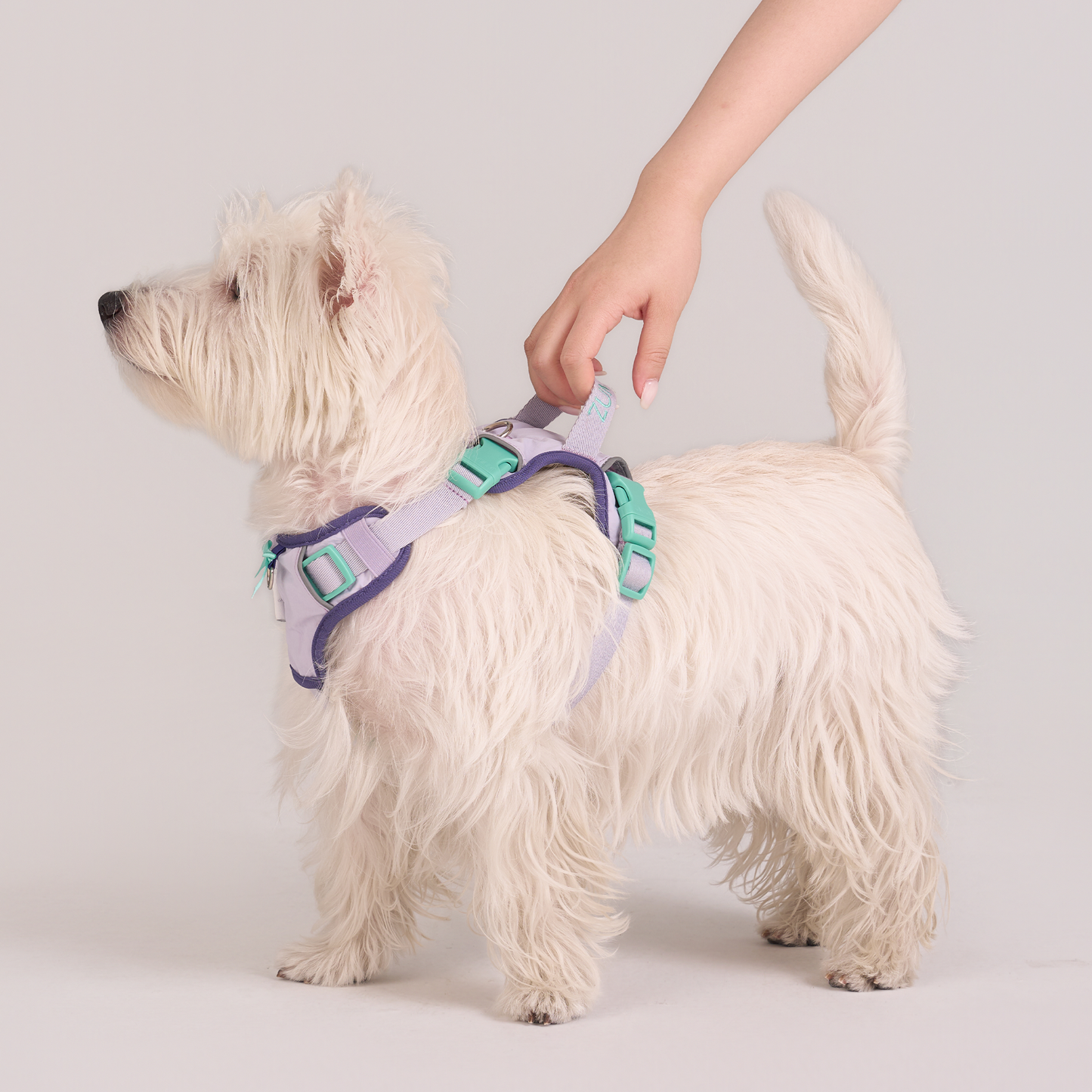 Chelsea Taro Pie Harness--Lavender / Navy