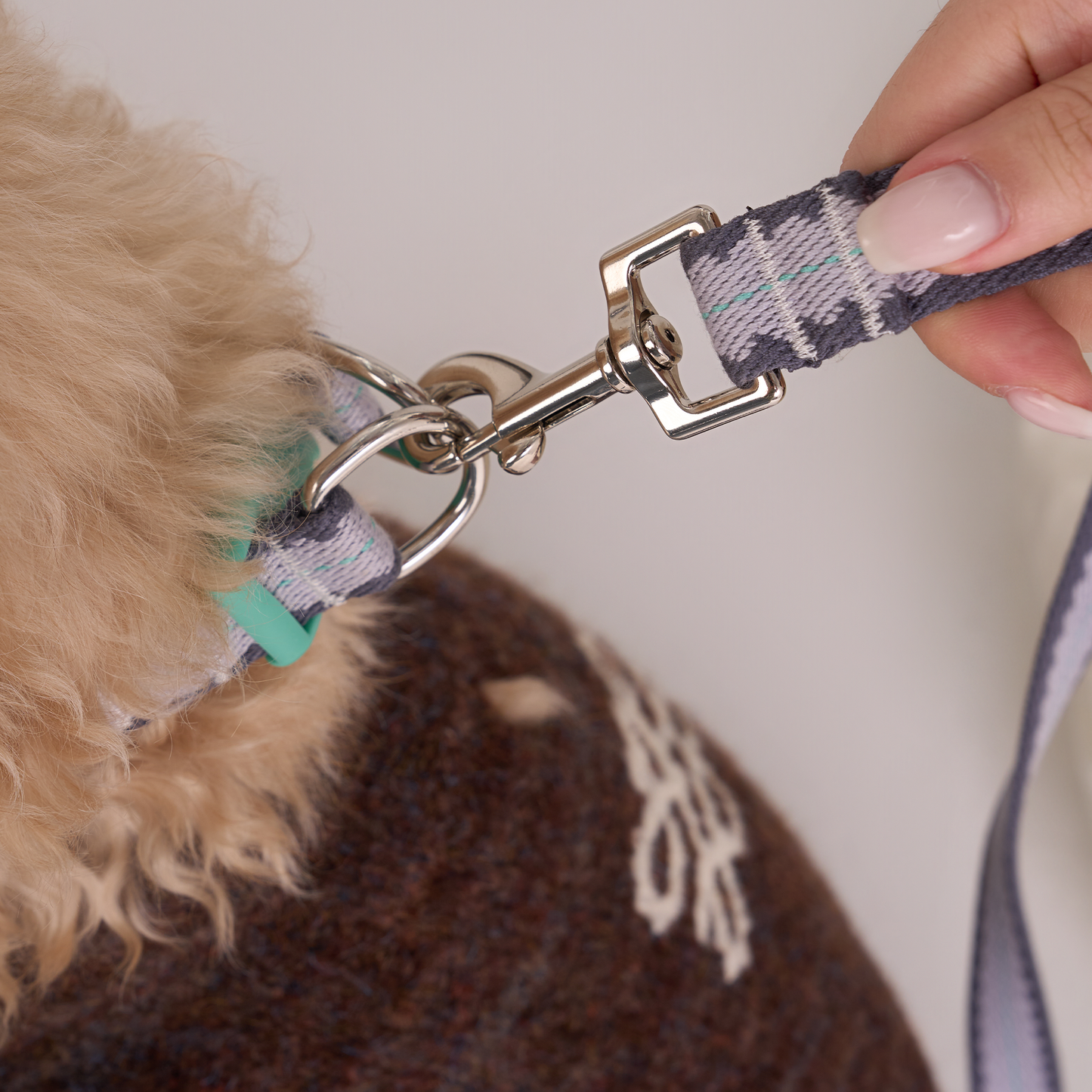 Taro Biscuit Safety Collar -- Lavender / Navy