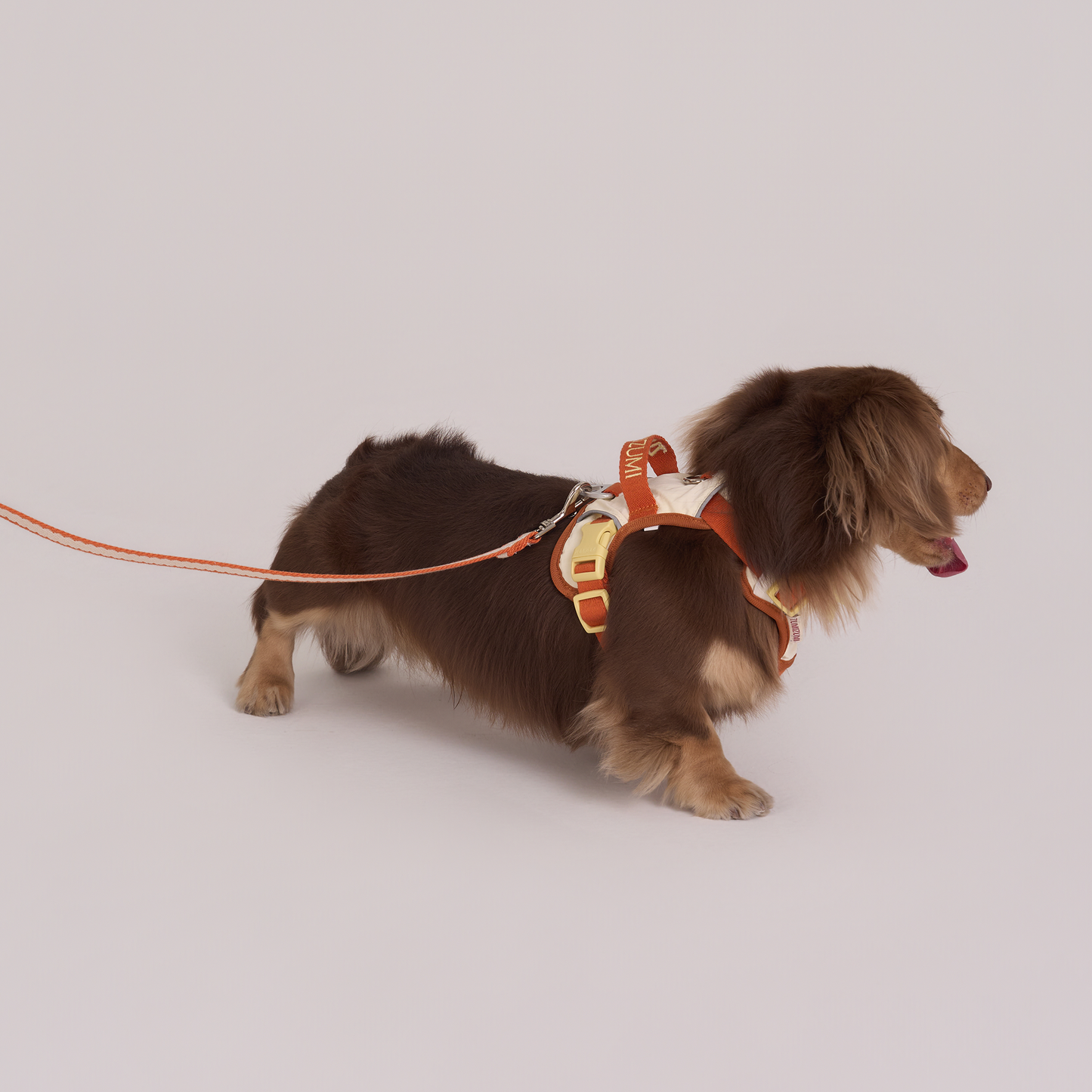 Chelsea Pumpkin Pie Harness--Beige / Dusty Orange