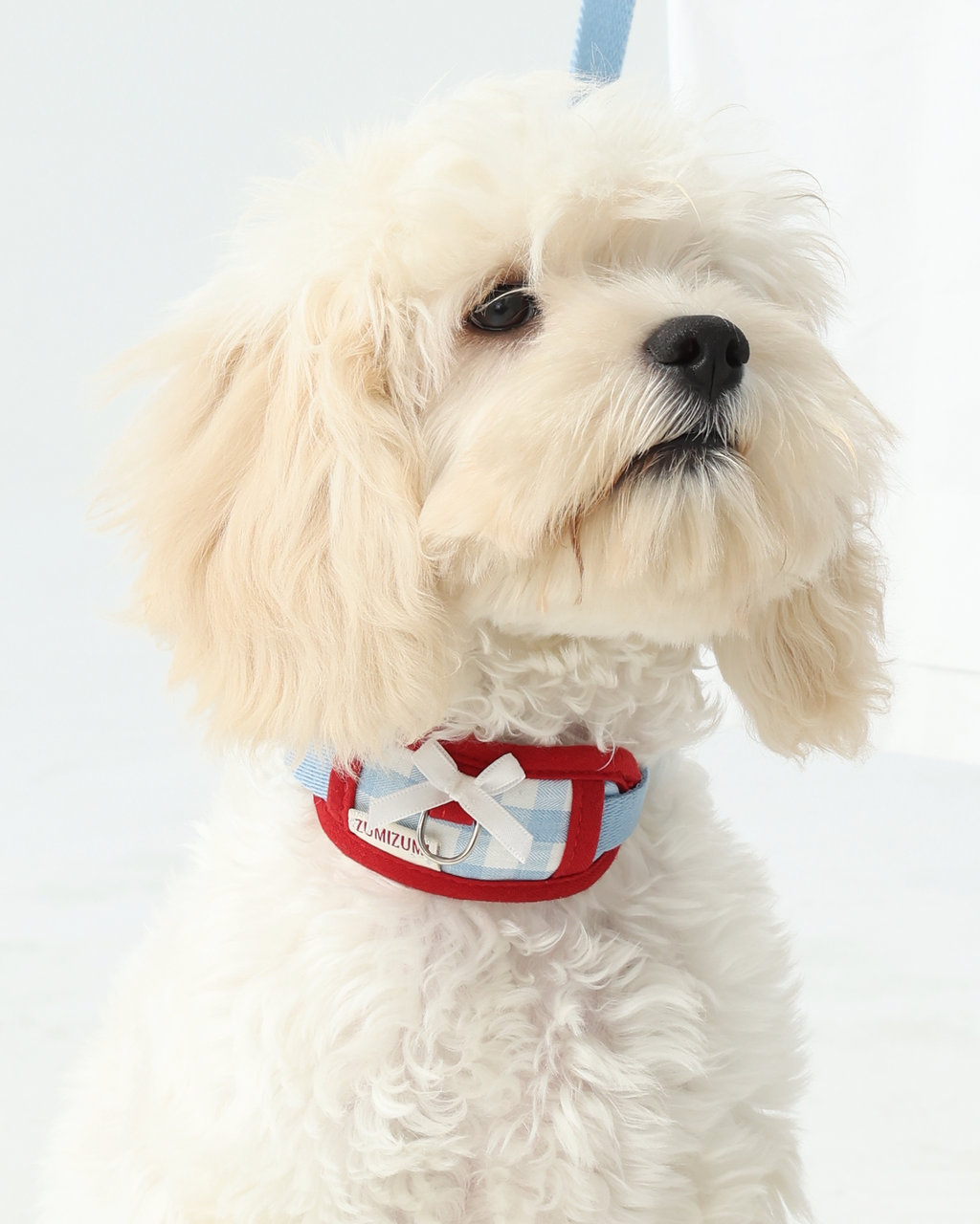 Collar -- Blue/Red