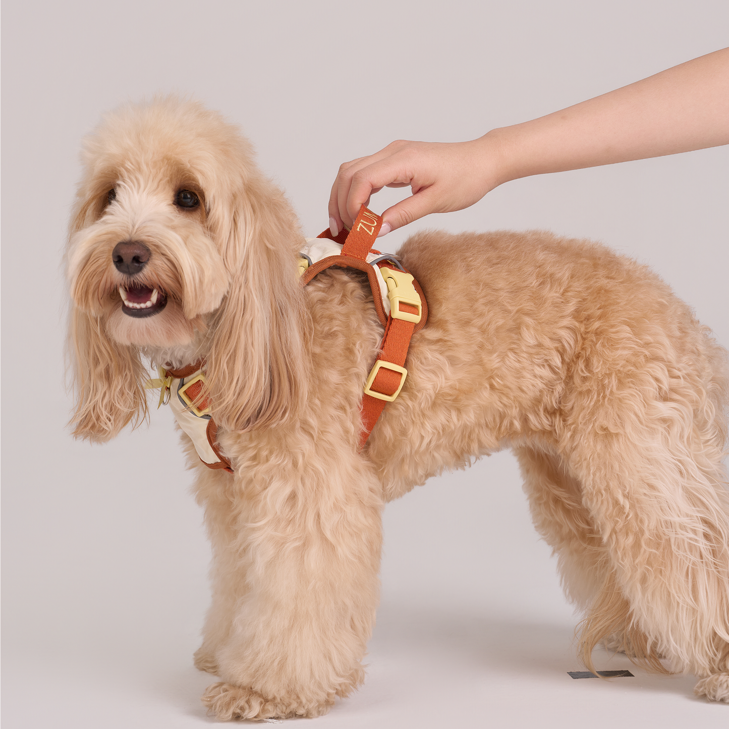 Chelsea Pumpkin Pie Harness--Beige / Dusty Orange