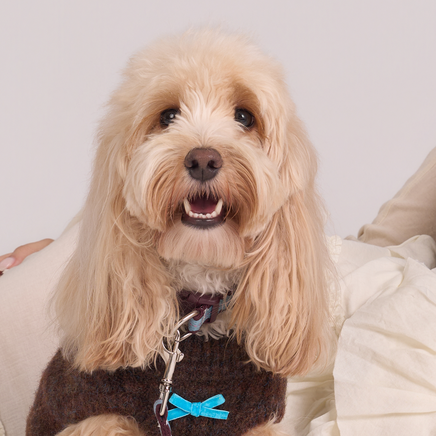 Cherry Biscuit Safety Collar -- Burgundy/ Teal/ Lilac Pink