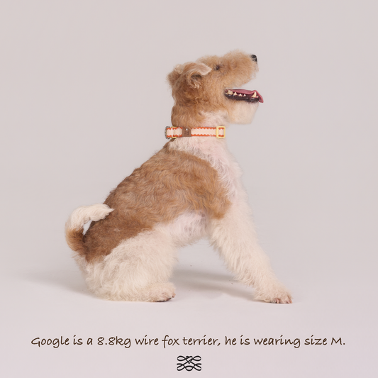 Pumpkin Biscuit Safety Collar -- Beige / Dusty Orange