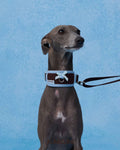 Collar -- Brown/Blue 2.0