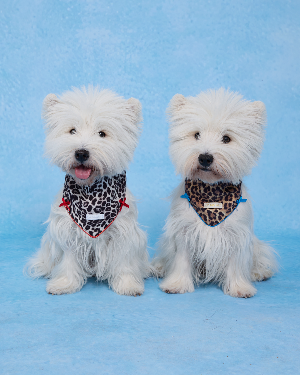 Bandana « Ils vécurent heureux pour toujours » – Bleu