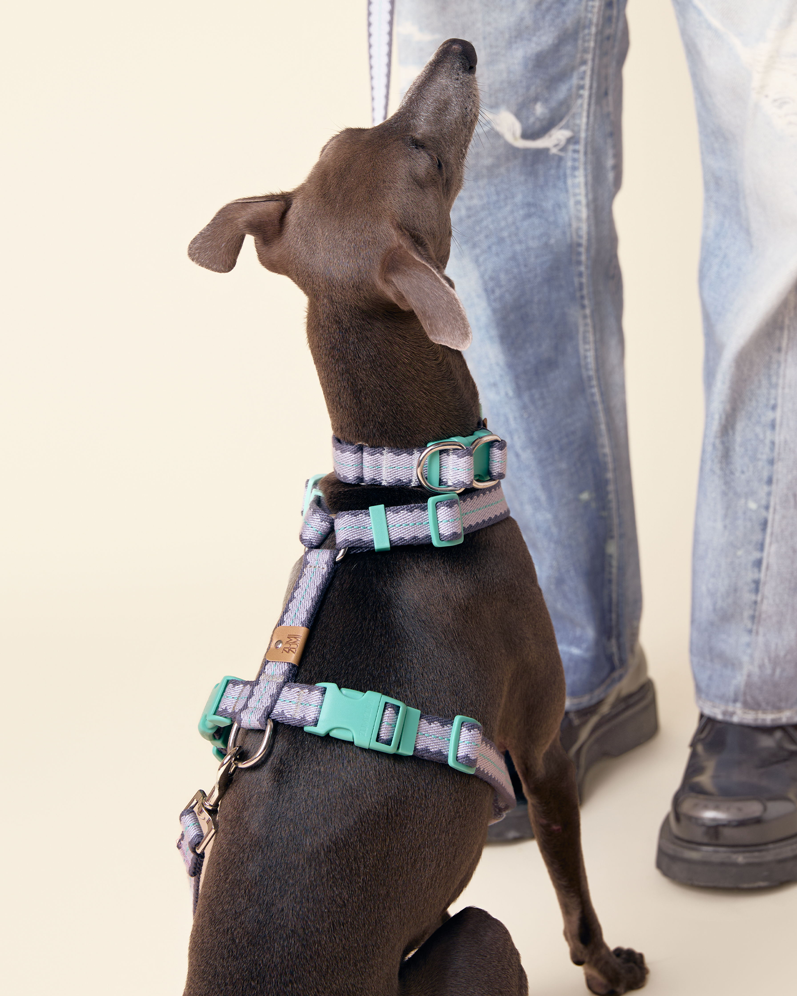 Chelsea Cherry Pie Step in Harness – Bordeaux/Turquoise 