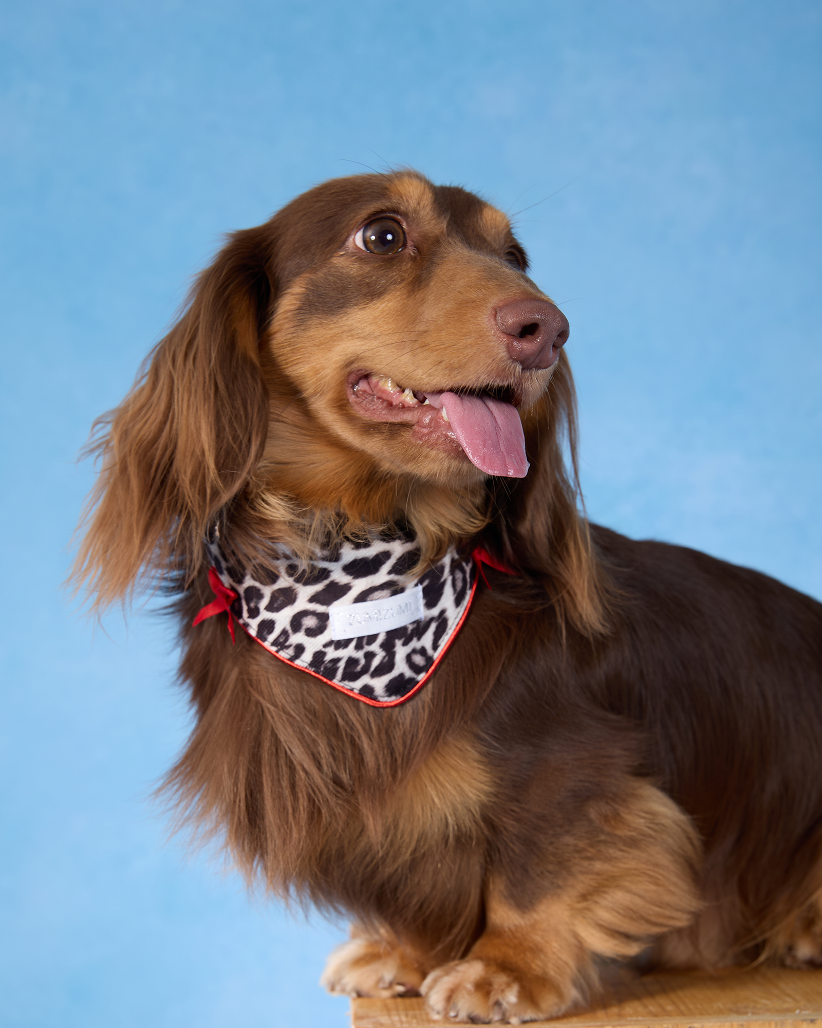 Bandana « Ils vécurent heureux pour toujours » – Bleu