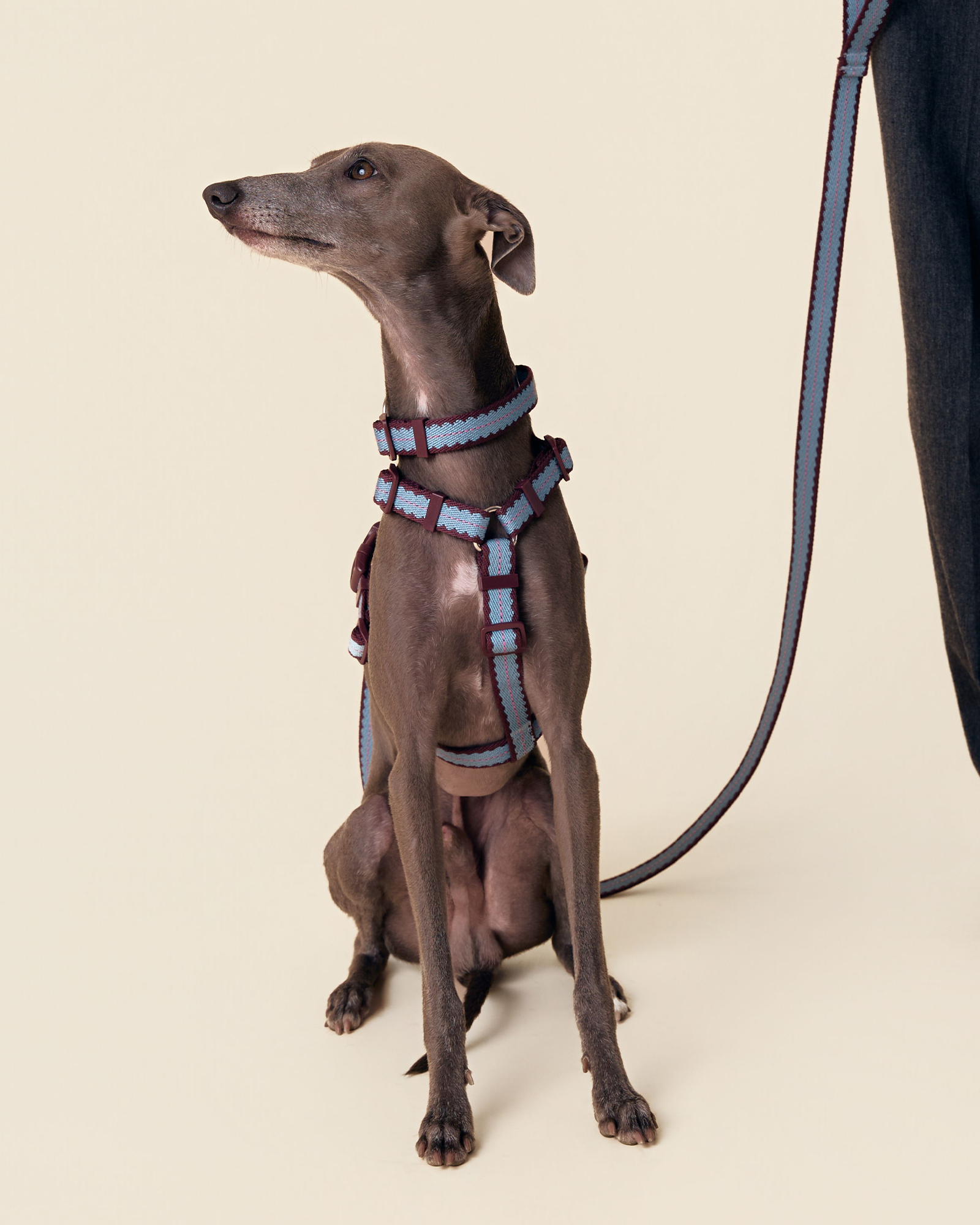 Harness -- Burgundy/Teal