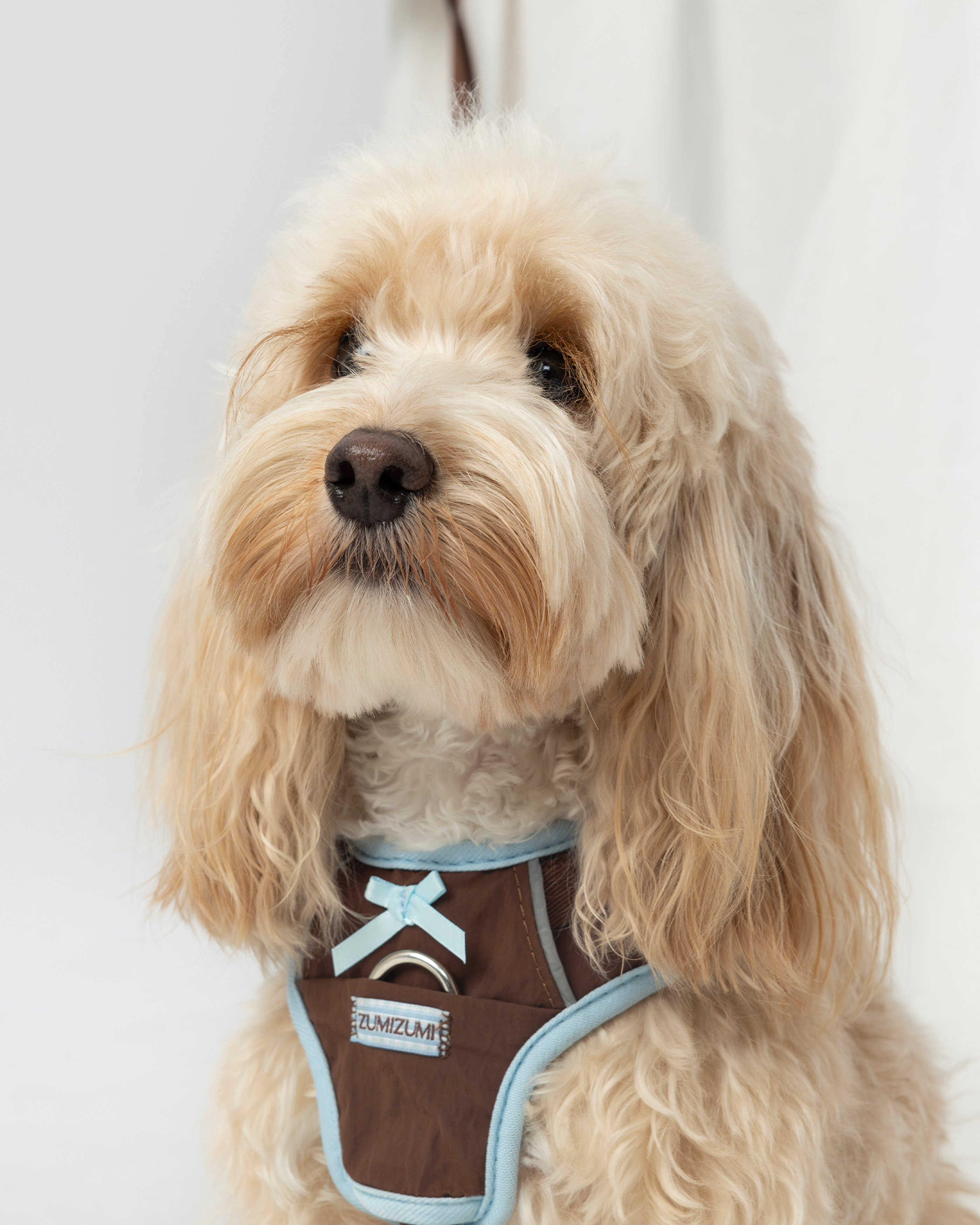 Harnais Chelsea Everyday Sporty en forme de H - Marron et bleu 