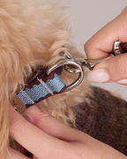 Collar -- Burgundy/Teal