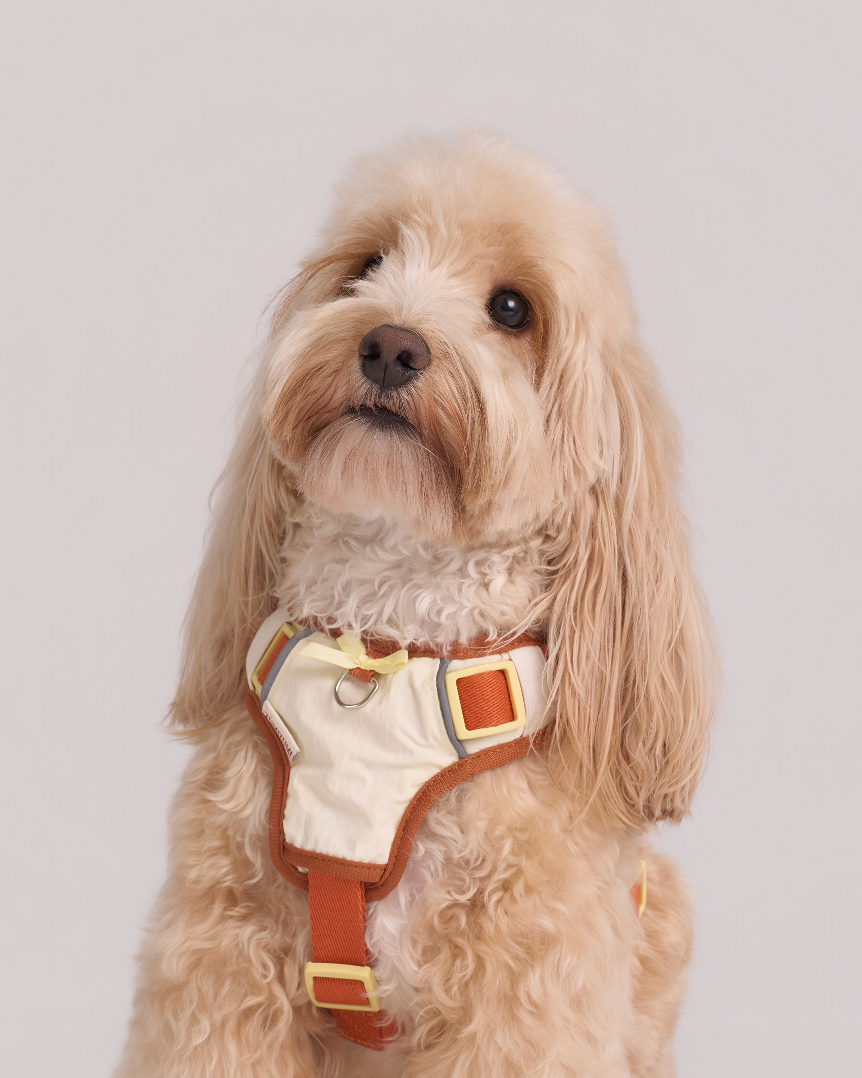 Harnais Chelsea Pumpkin Pie – Beige / Orange poussiéreux 