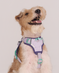 Harness -- Lavender/Navy