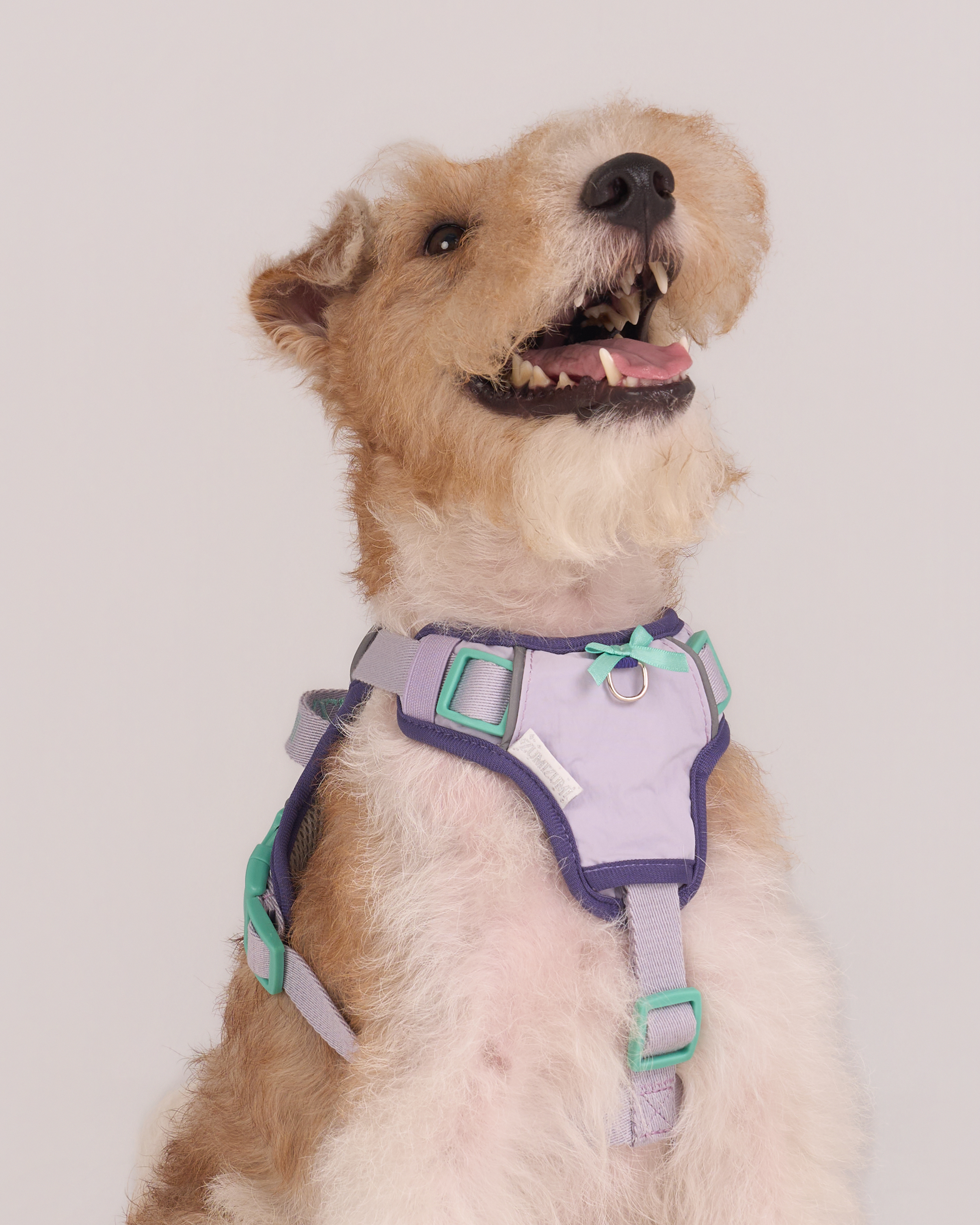 Chelsea Cherry Pie Step in Harness – Bordeaux/Turquoise 