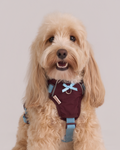 Harness -- Burgundy/Teal