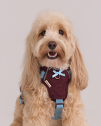 Harness -- Burgundy/Teal