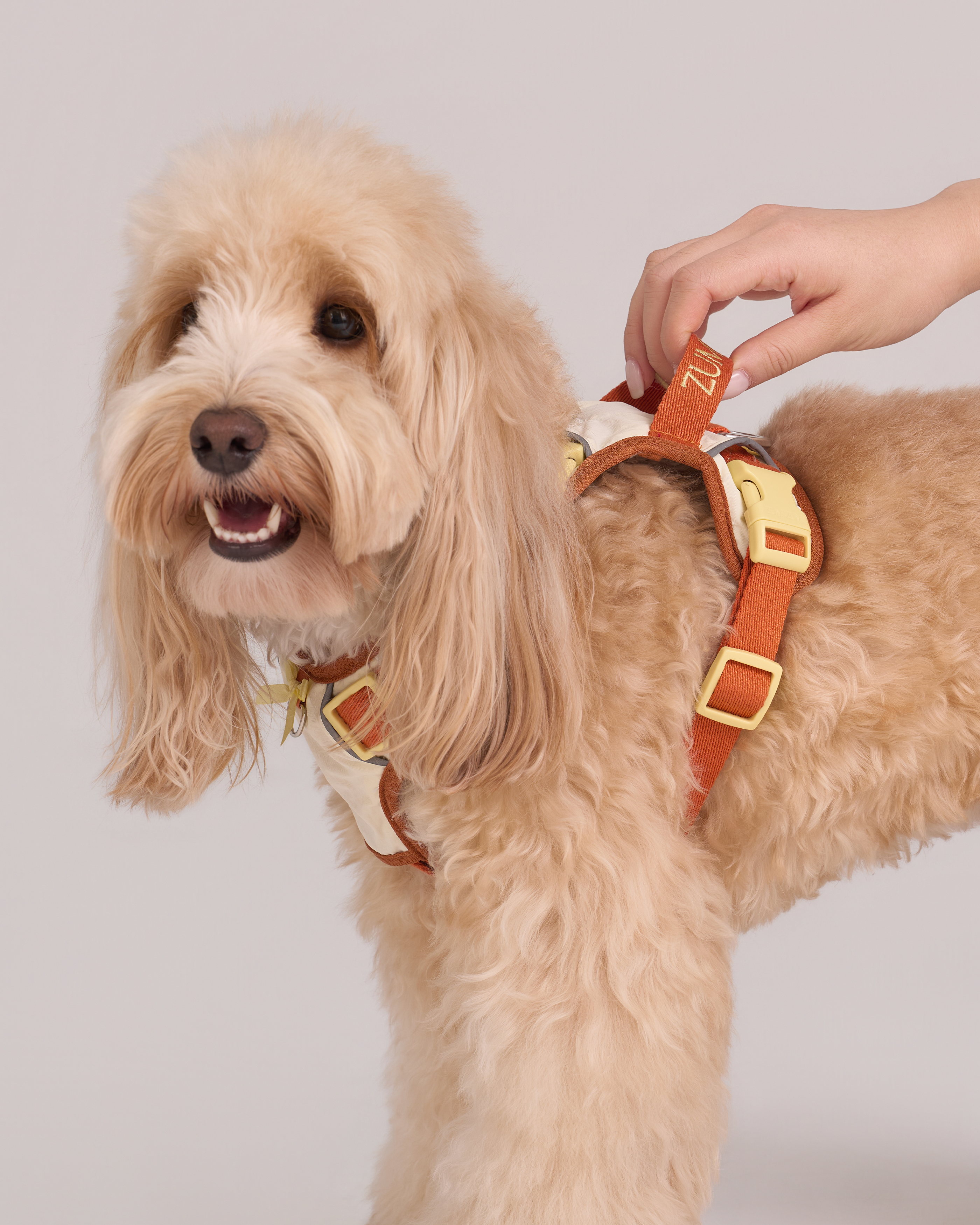 Harnais Chelsea Pumpkin Pie – Beige / Orange poussiéreux 