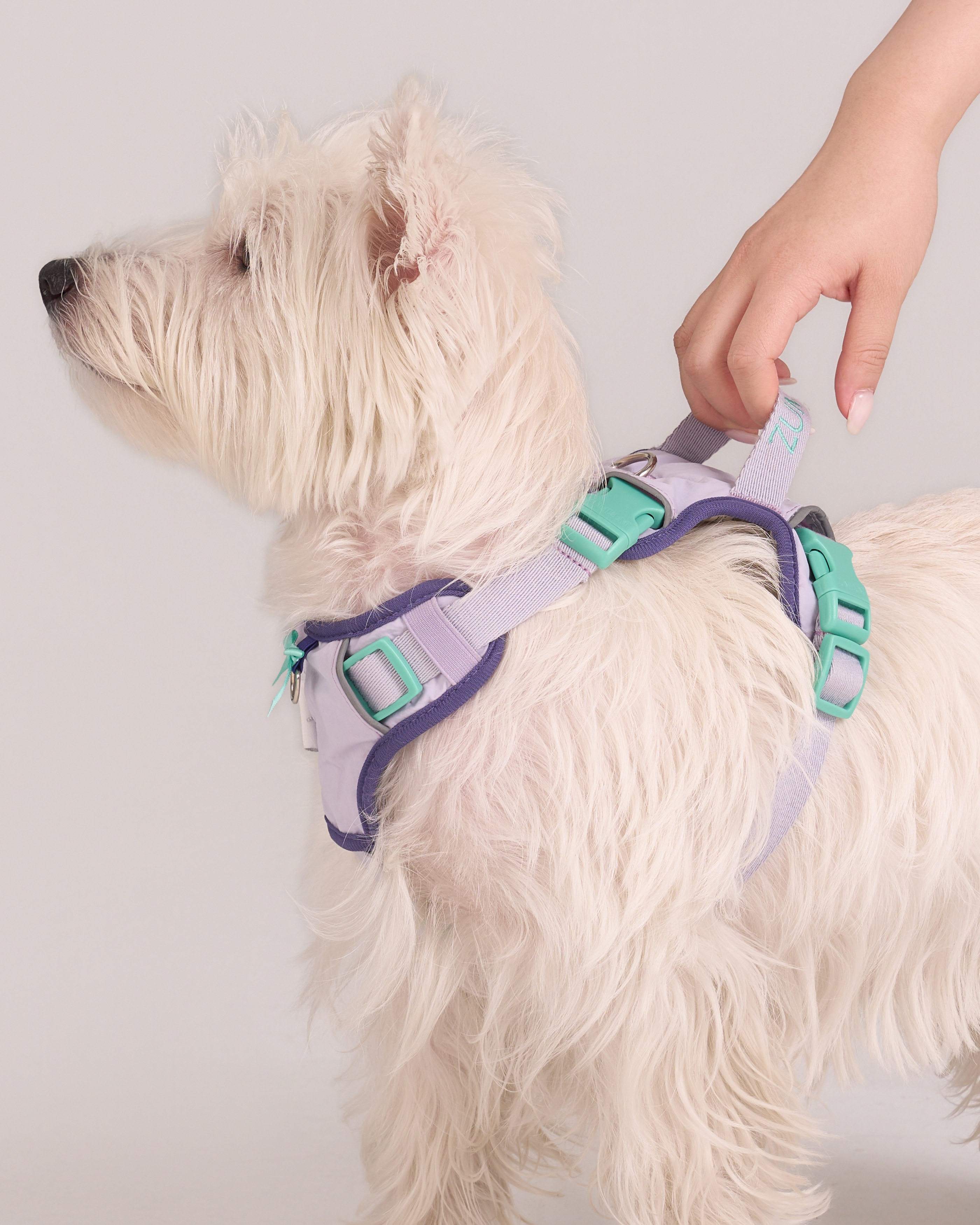 Chelsea Cherry Pie Step in Harness – Bordeaux/Turquoise 