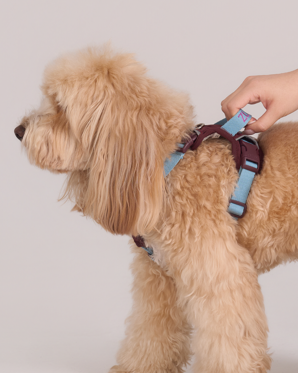 Harness -- Burgundy/Teal