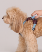 Harness -- Burgundy/Teal